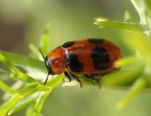 Réf. 283 530 : Coptocephala sp.